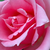 Rose - Rosiers hybrides de thé - Eiffel Tower